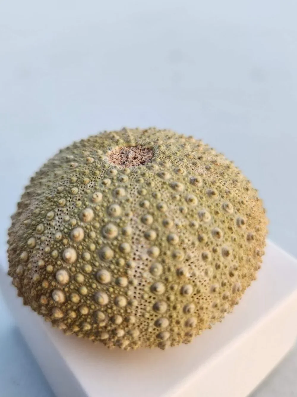 Whole Sea Urchin Fossil Shell Gems and Minerals Rocks Fossils Decor Nautical Nic